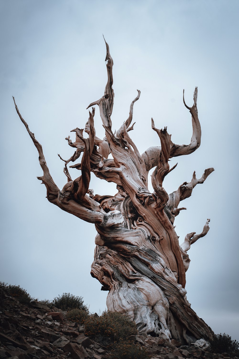 a very old tree that is standing on a hill