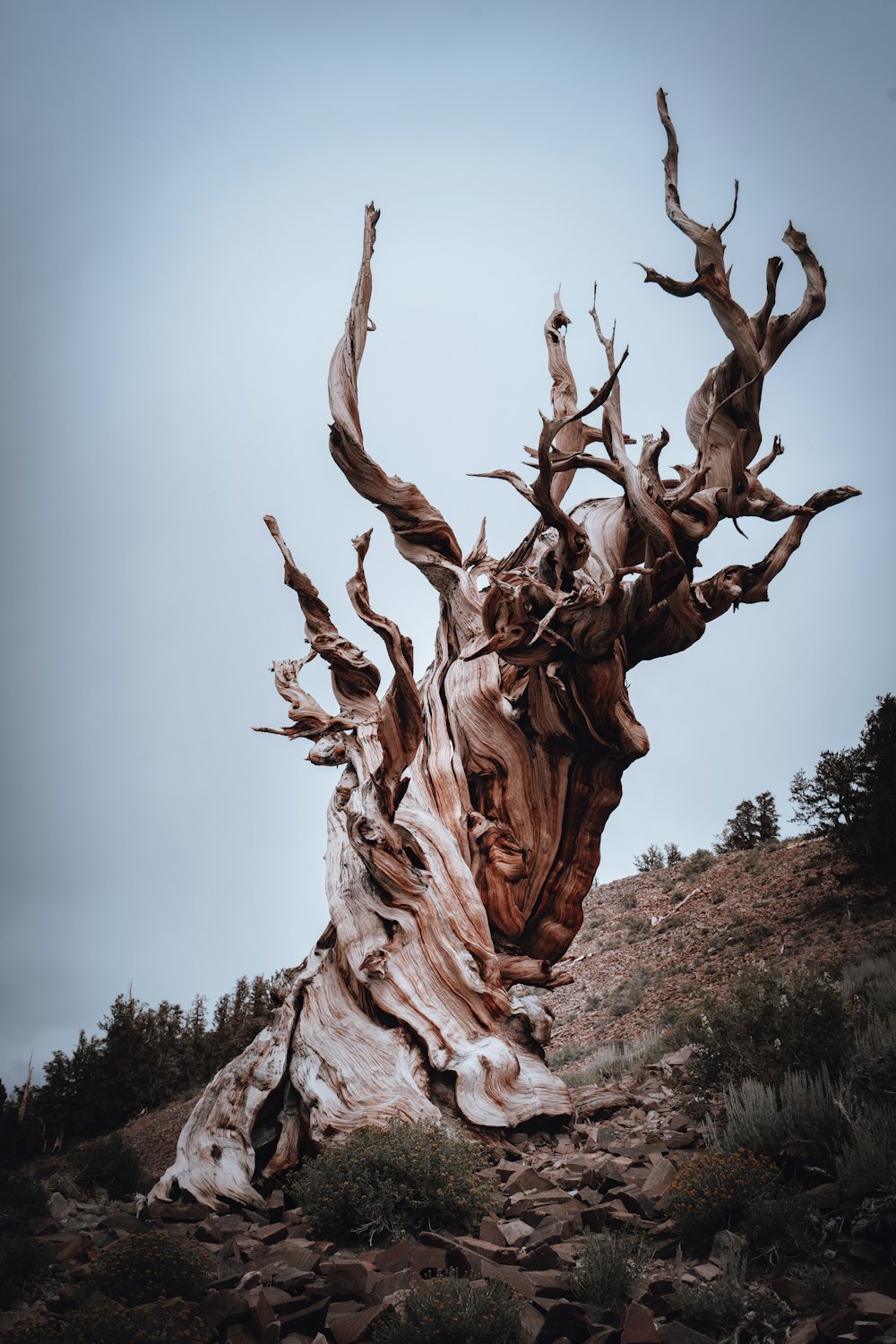 a very old tree that is growing out of the ground