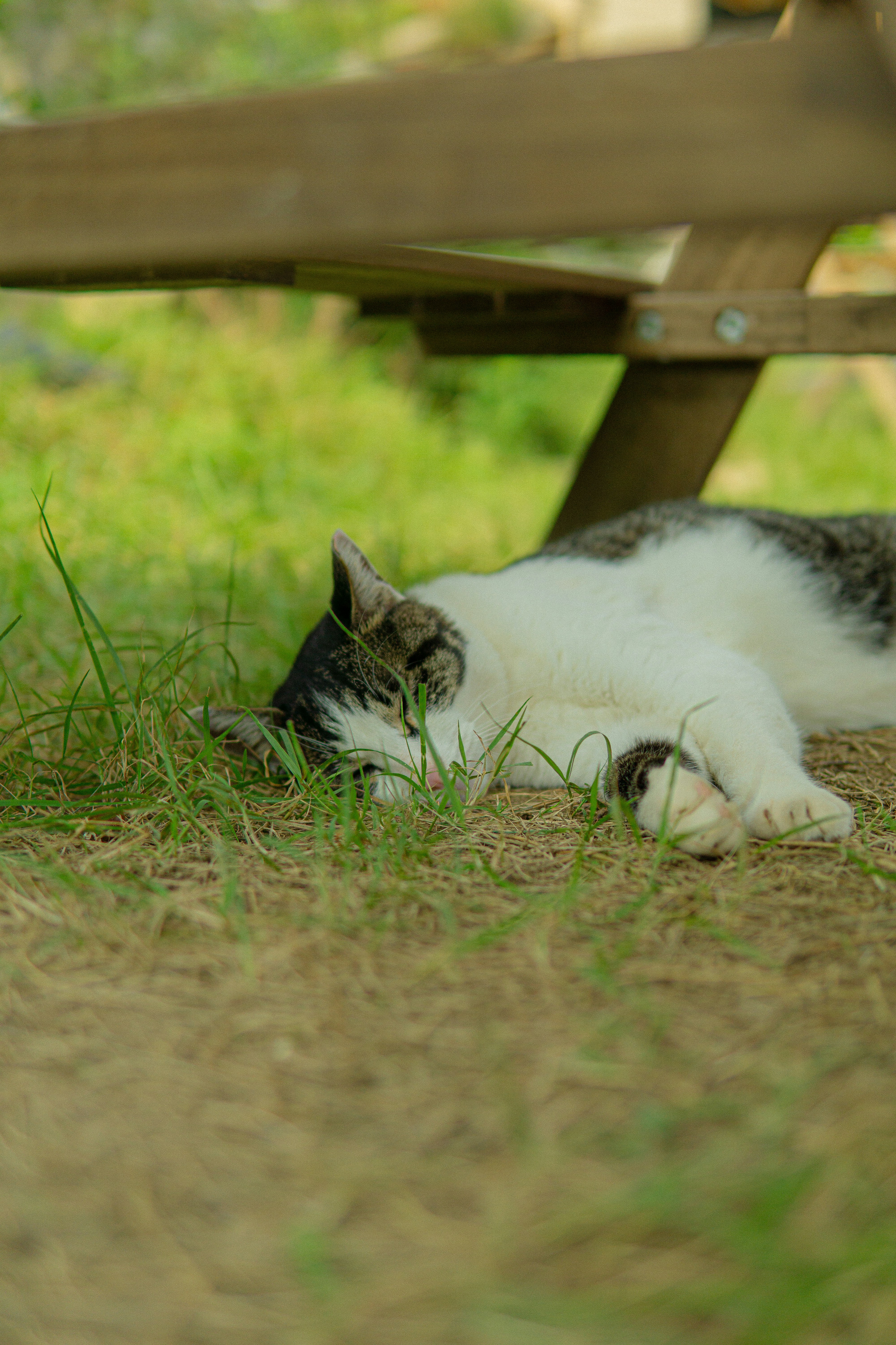 a cat laying on the ground under a bench