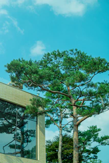 A welcoming office building at Lime Saddle Estates surrounded by tall pine trees under a bright blue sky.