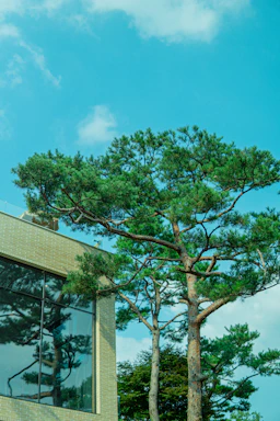 A welcoming office building at Lime Saddle Estates surrounded by tall pine trees under a bright blue sky.
