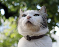 A close-up of a cat wearing a delicate floral collar, basking in warm natural light.