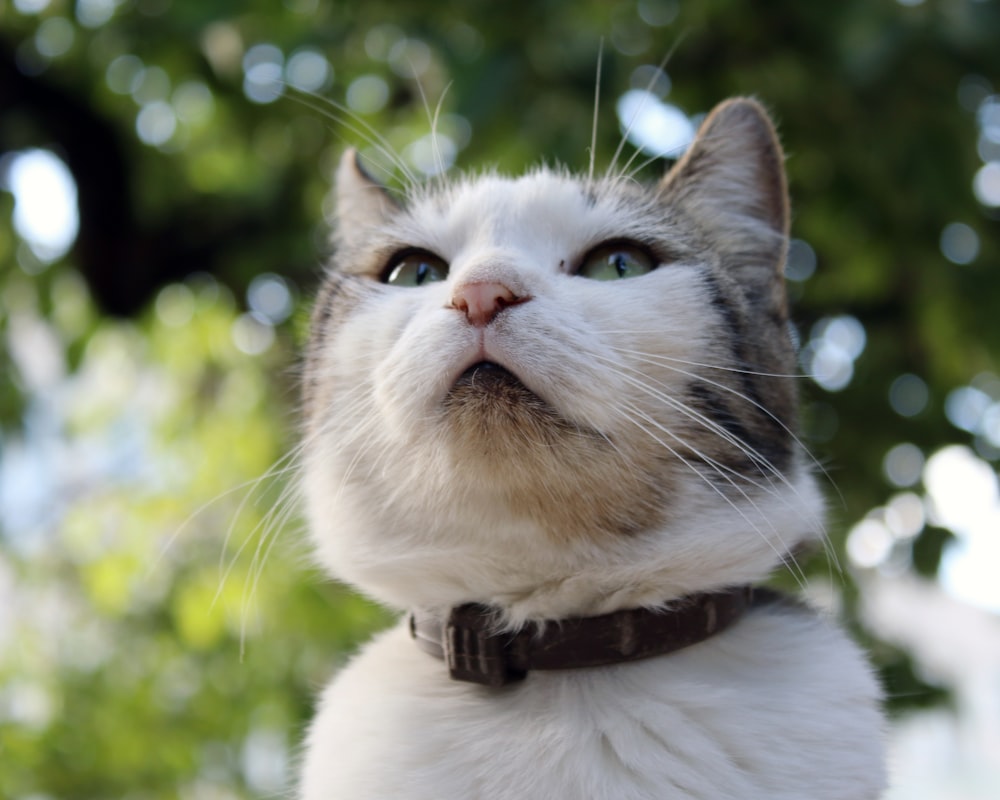 a close up of a cat with trees in the background