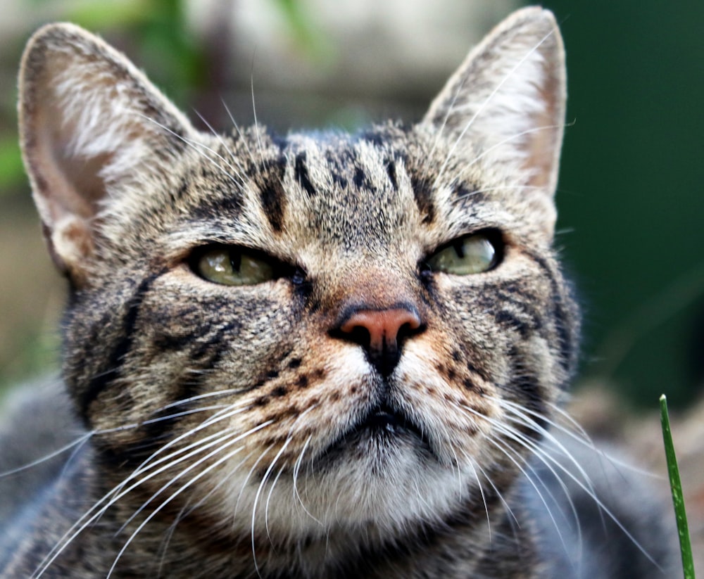 a close up of a cat with green eyes