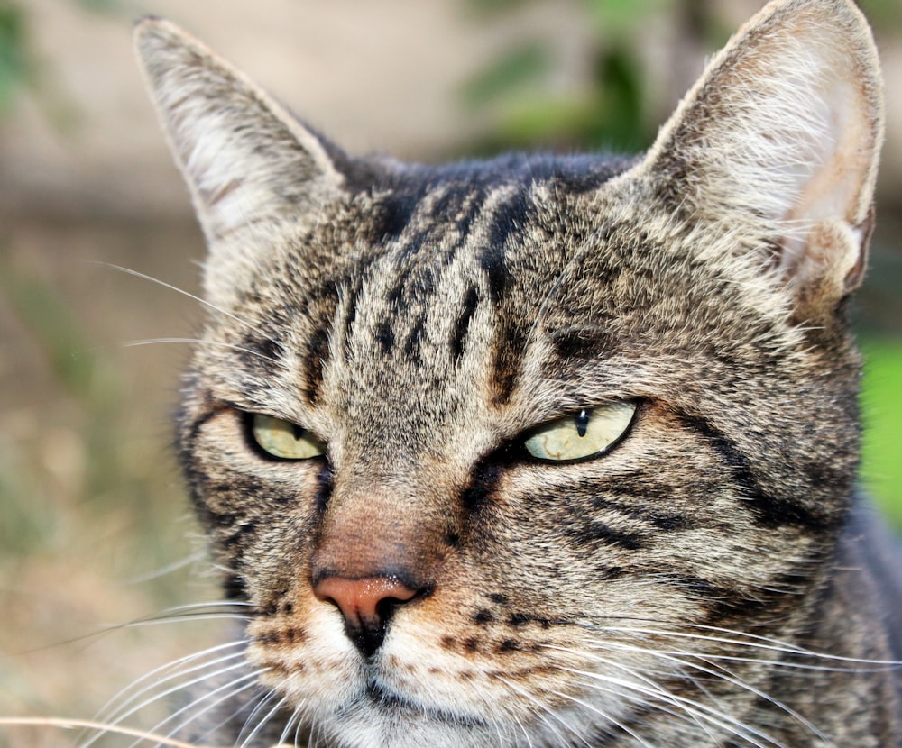 a close up of a cat with green eyes