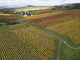 Pietro Paolo Paris leading a group of enotrekker through rolling hills covered in vineyards.