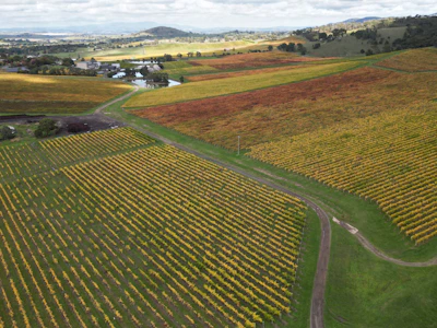 Pietro Paolo Paris leading a group of enotrekker through rolling hills covered in vineyards.