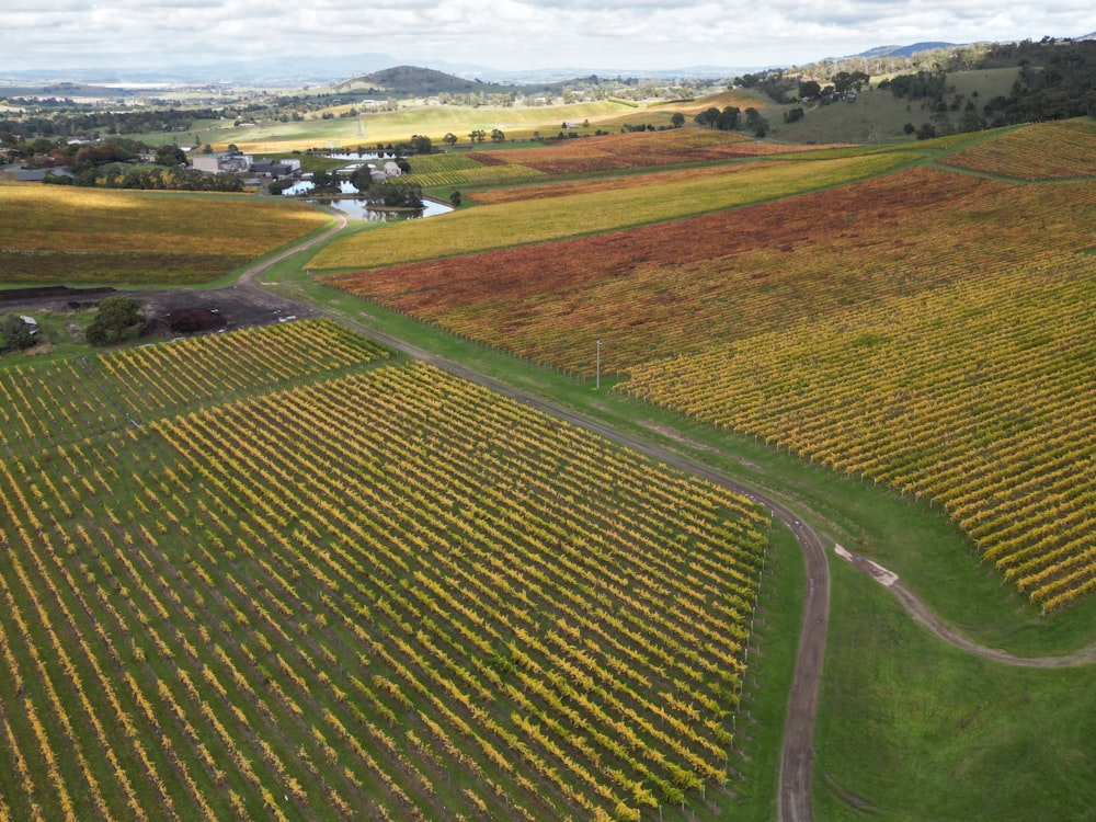 an aerial view of a field of crops