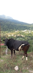A black cow with prominent curved horns stands on grassy terrain overlooking a picturesque village nestled in lush green hills. The background features a dense forested area and rolling hills extending into the horizon under a clear sky.