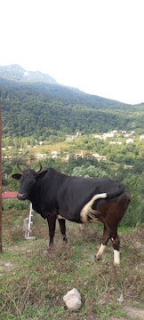 A black cow with prominent curved horns stands on grassy terrain overlooking a picturesque village nestled in lush green hills. The background features a dense forested area and rolling hills extending into the horizon under a clear sky.