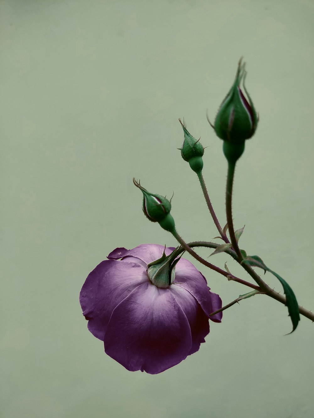 a purple flower with green stems on a green background