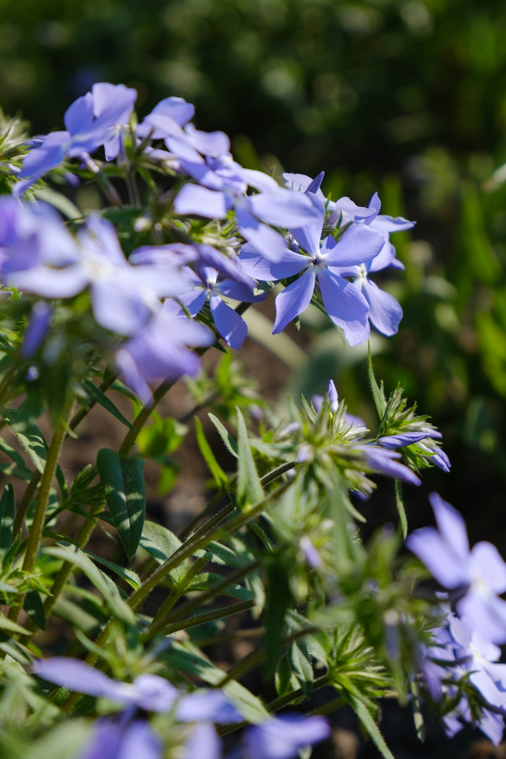 a close up of a bunch of blue flowers