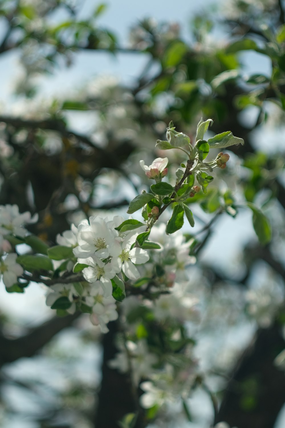 a tree with white flowers and green leaves