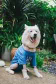 A medium-sized dog proudly showing off a custom blue hoodie in a garden.
