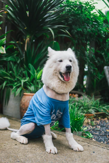 A happy dog wearing a colorful handmade shirt sitting in a sunlit garden.
