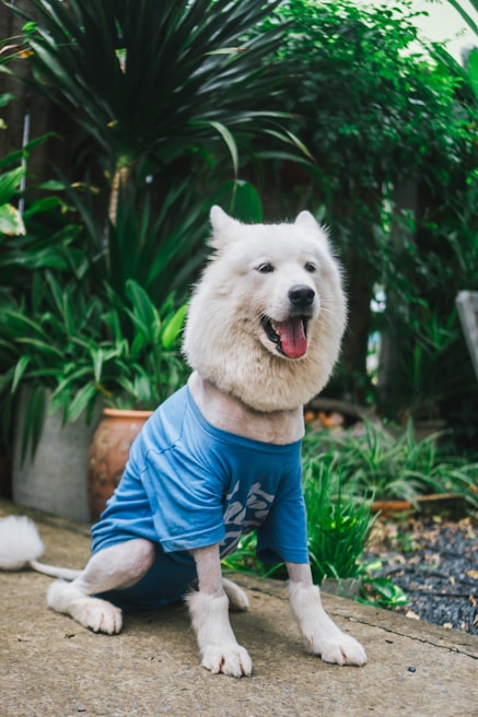A playful puppy sporting a blue and white striped t-shirt in a sunny garden.