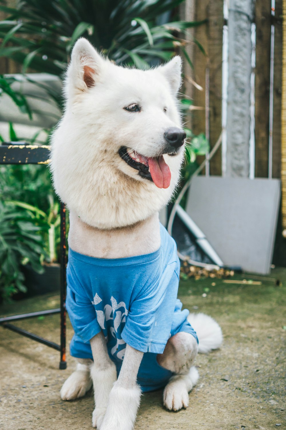 a white dog wearing a blue shirt sitting on the ground