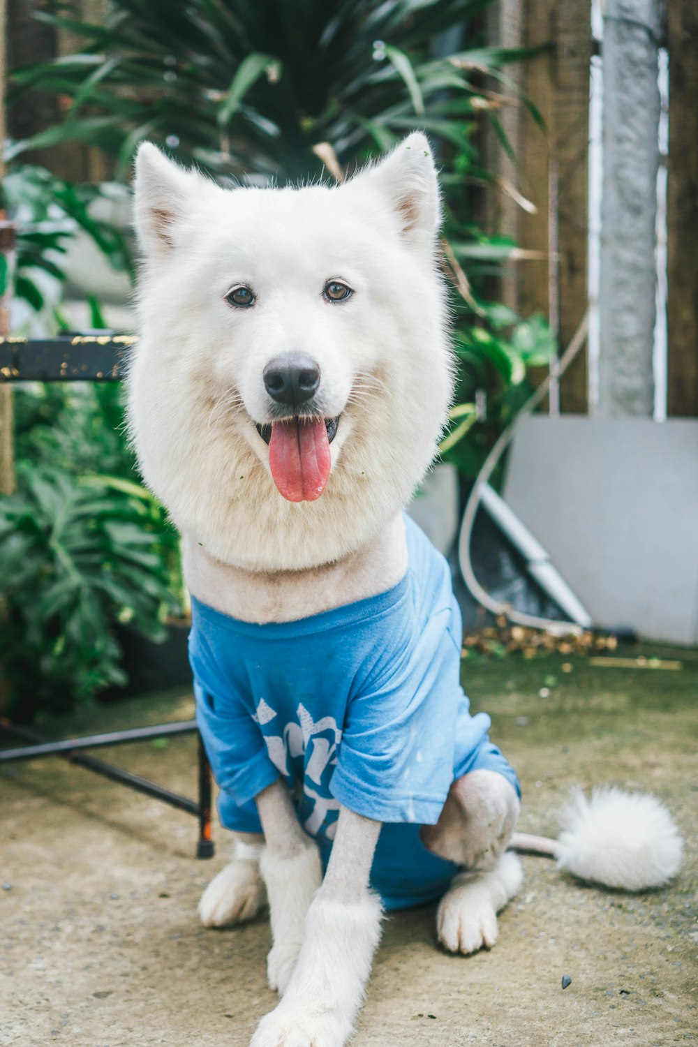 a large white dog wearing a blue shirt