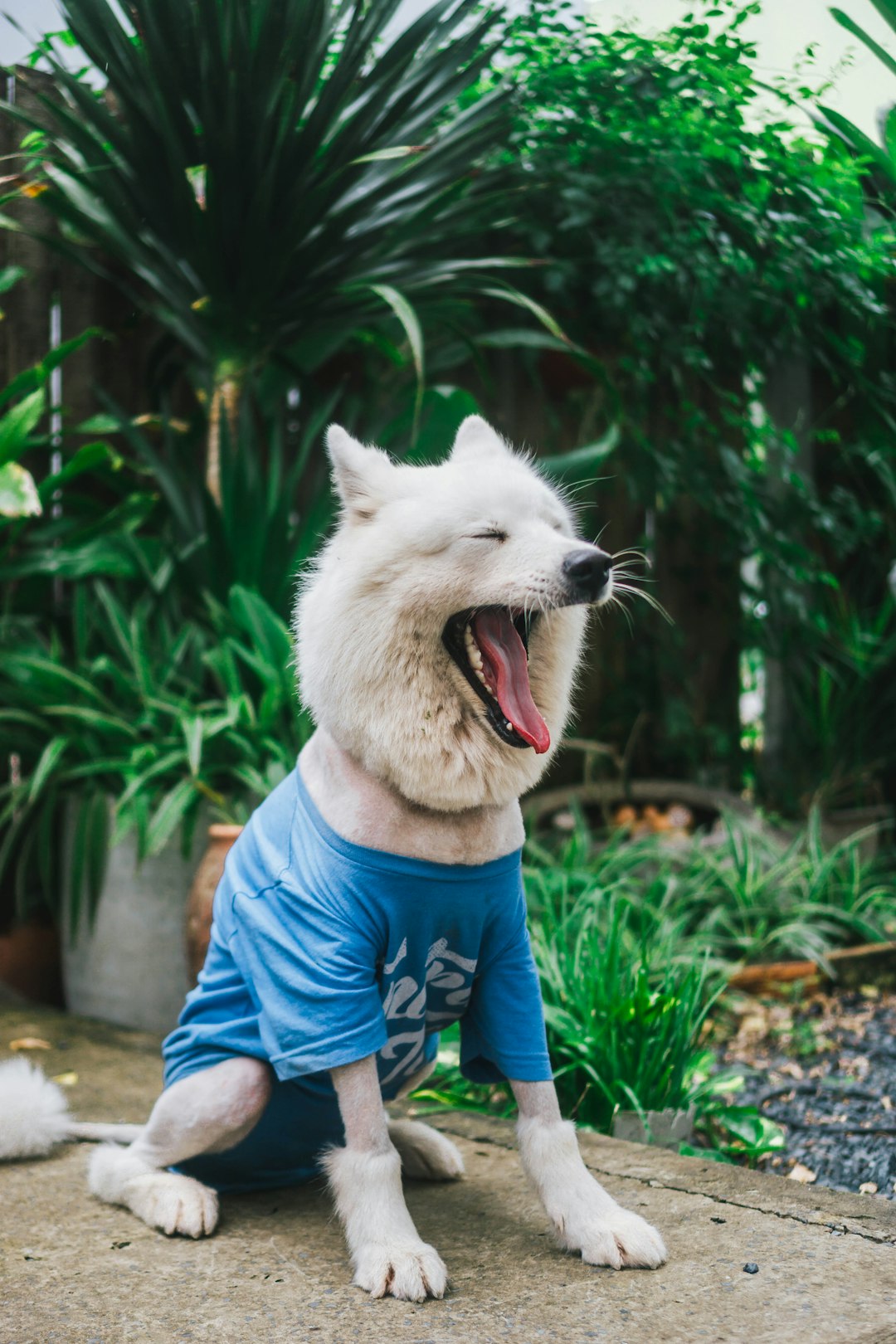 a white dog wearing a blue shirt sitting on the ground
