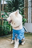 A white dog with a fluffy coat is sitting on an outdoor cement floor. The dog is wearing a blue shirt and has its eyes closed with its tongue hanging out. In the background, there are green plants and parts of a wooden fence visible.