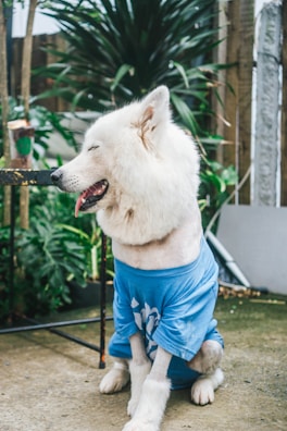 A white dog with a fluffy coat is sitting on an outdoor cement floor. The dog is wearing a blue shirt and has its eyes closed with its tongue hanging out. In the background, there are green plants and parts of a wooden fence visible.