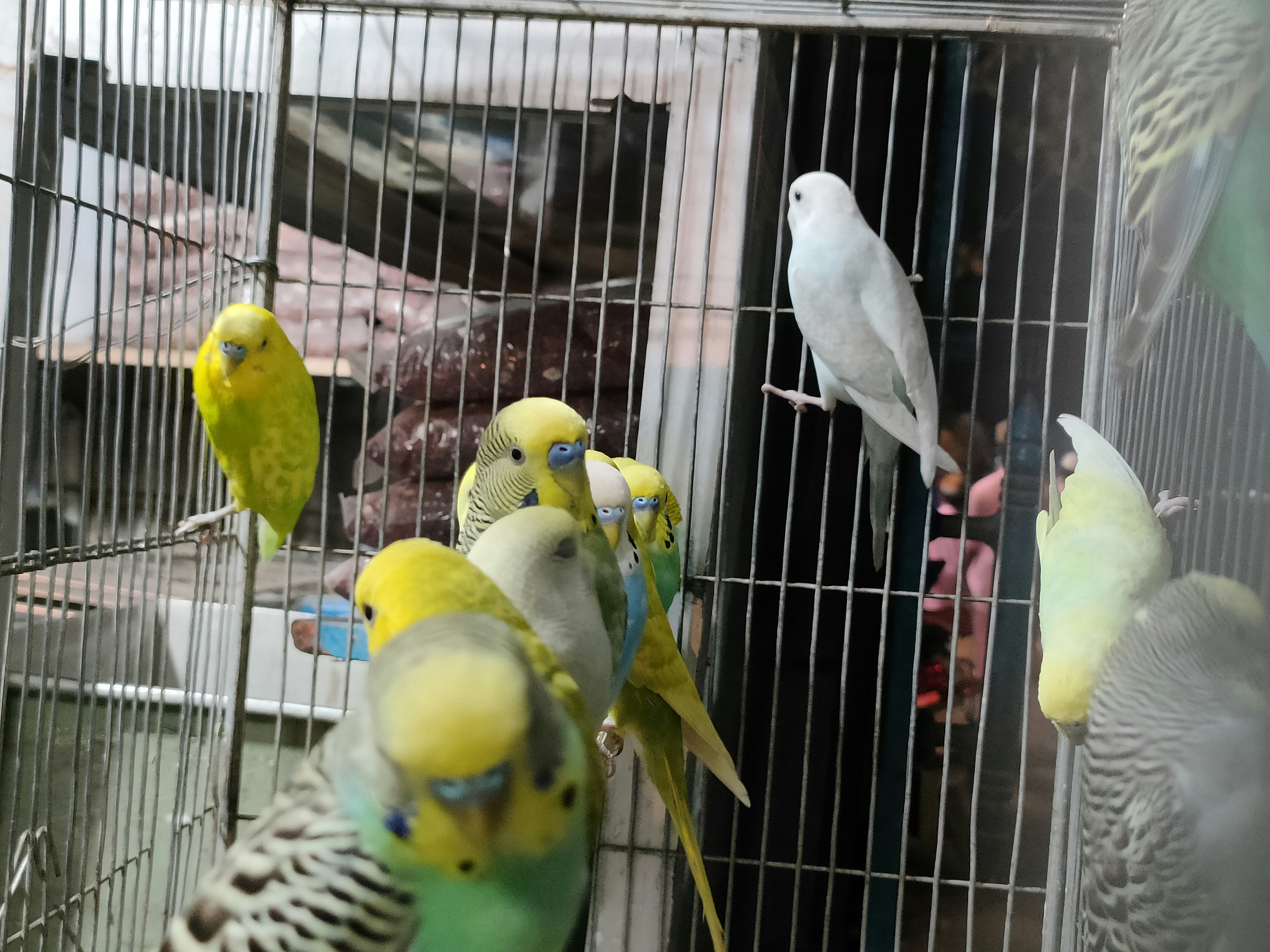 Parrot kaufen