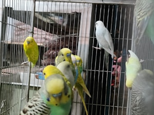 A group of colorful parakeets in a cage, with shades of yellow, green, and white plumage. The birds are perched closely together, some facing the camera and others looking away. The cage bars are visible, suggesting a pet store or an aviary setting.