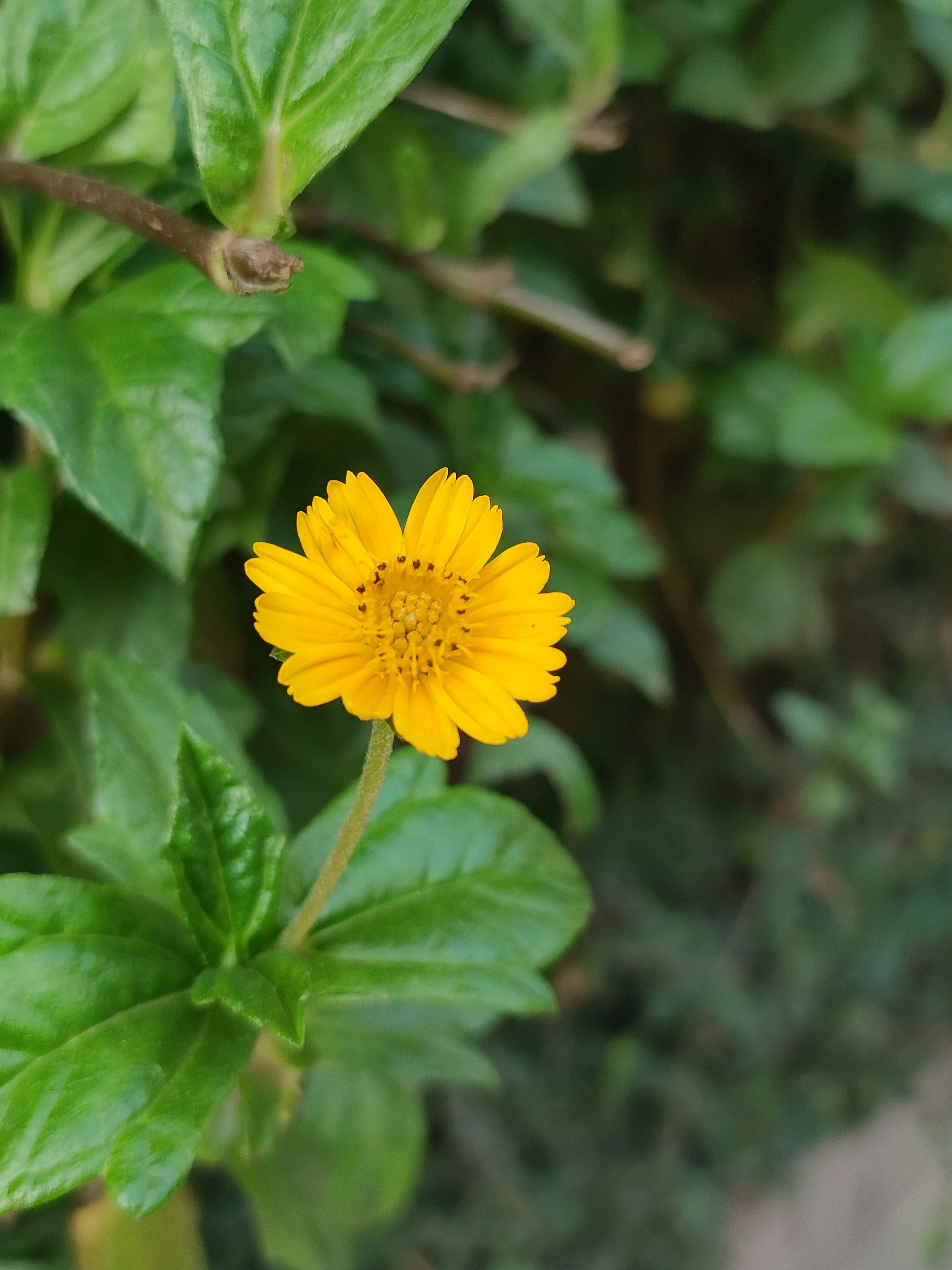 Photo by anuphowlader