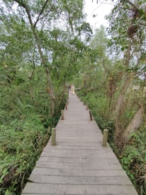 A wooden walkway stretches through a lush, green forest area with tall trees on both sides. The path is bordered by wooden posts and appears to lead to a group of people in the distance. The atmosphere suggests a natural, serene environment.