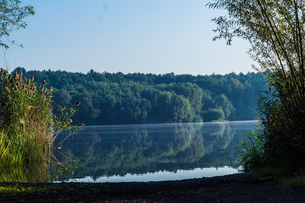 a body of water surrounded by a forest