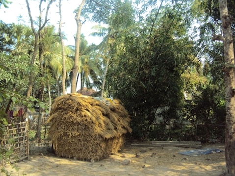 A large pile of hay is situated under tall palm trees and surrounded by dense vegetation. The scene appears to be in a rural area with a mix of bamboo and various other trees. The ground is covered with hay and dirt, and sunlight filters through the tree canopy.