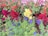 A vibrant garden filled with various herbs and flowers.