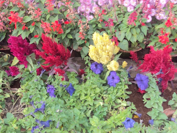 A vibrant garden filled with colorful flowers and greenery.