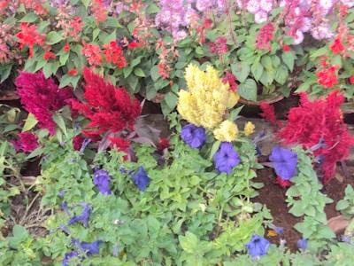 A vibrant garden filled with colorful flowers and lush greenery.