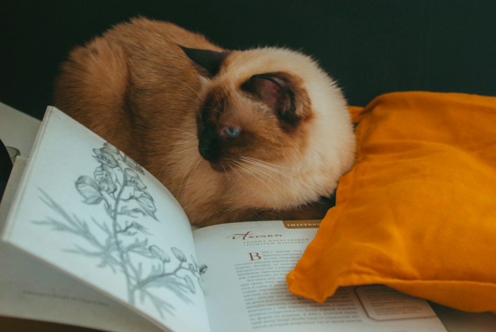 Bookish Cat Print