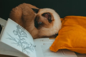Bookish Cat Print