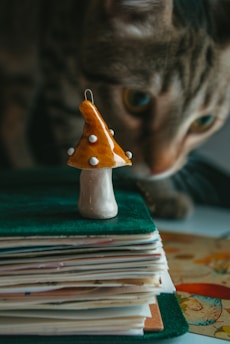 A close-up of a curious cat sniffing a stack of papers topped with a small, decorative mushroom-shaped ornament. The ornament is orange with white spots, and the papers beneath it are slightly fanned out, suggesting a casual arrangement.
