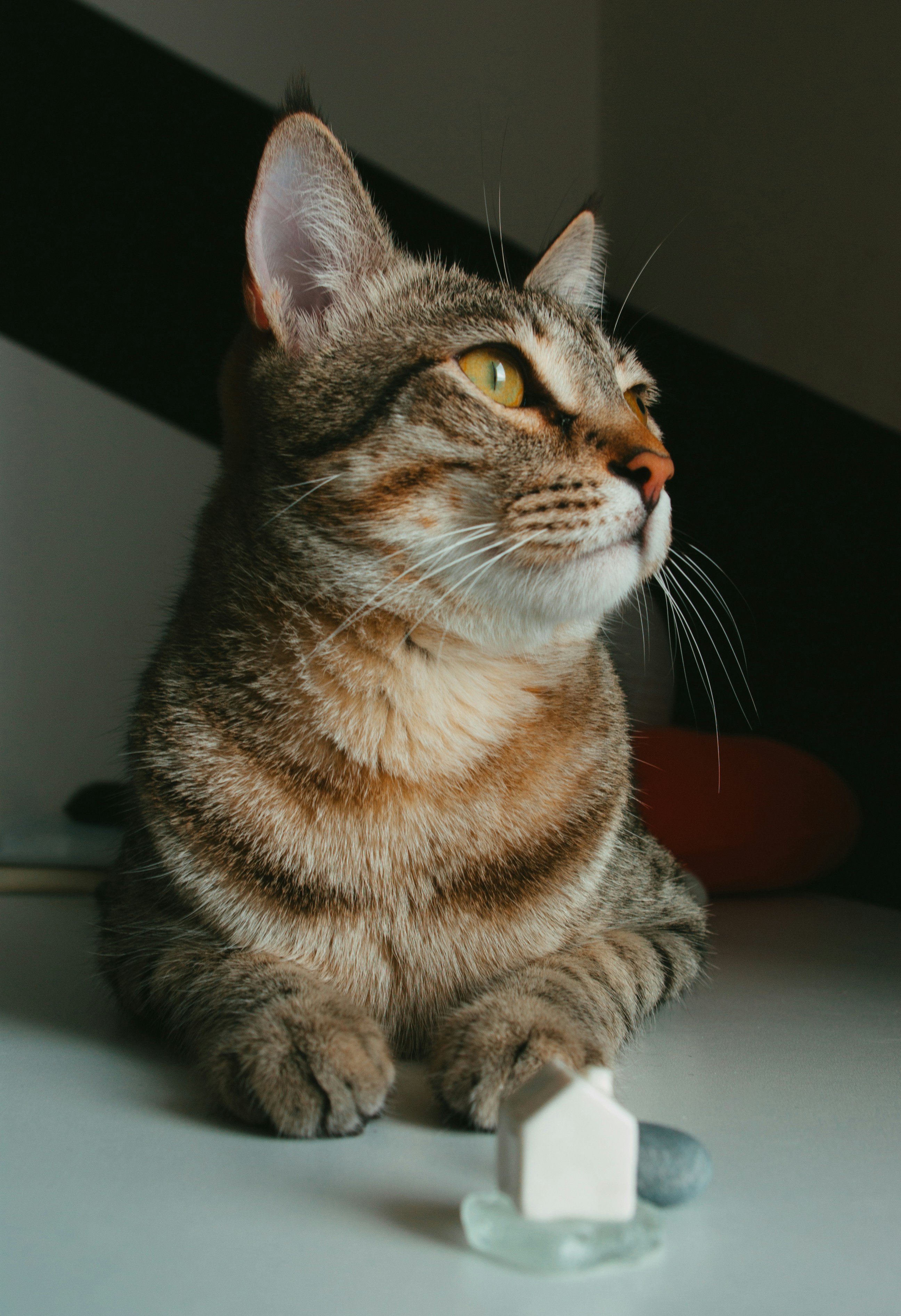 a cat sitting on a table next to a toothbrush