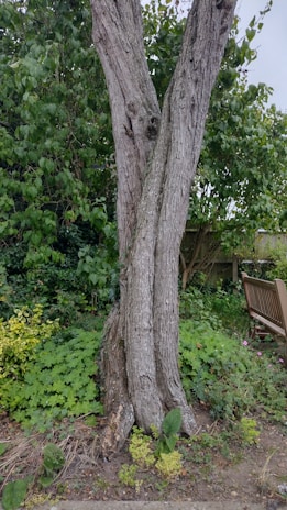 A peaceful garden scene with intertwined roots illustrating strong connections.