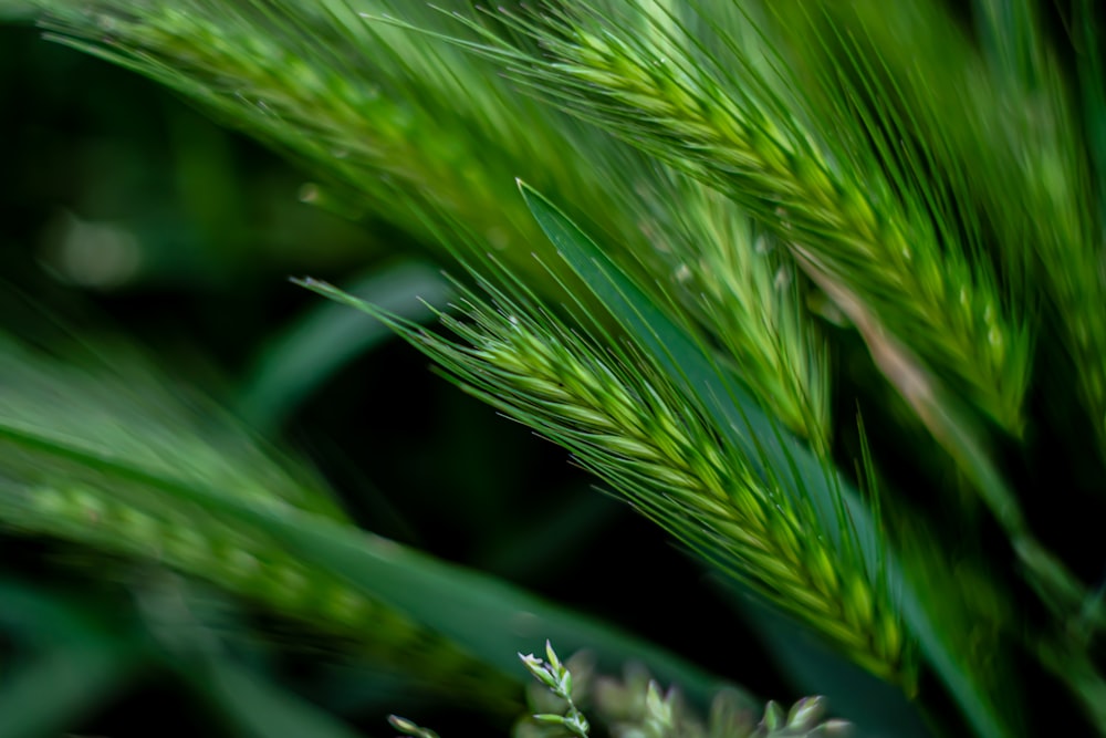 a close up of a plant with green leaves