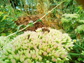 A bee is perched on a cluster of small, greenish-white flowers in a garden setting. The background features blurred plants and earthy tones, suggesting a natural outdoor environment.