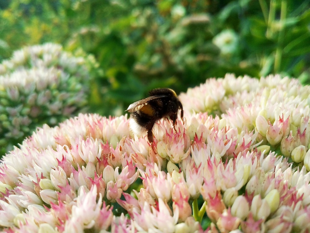 a bee sitting on top of a bunch of flowers