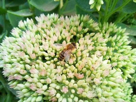 A vibrant beehive surrounded by blooming flowers.