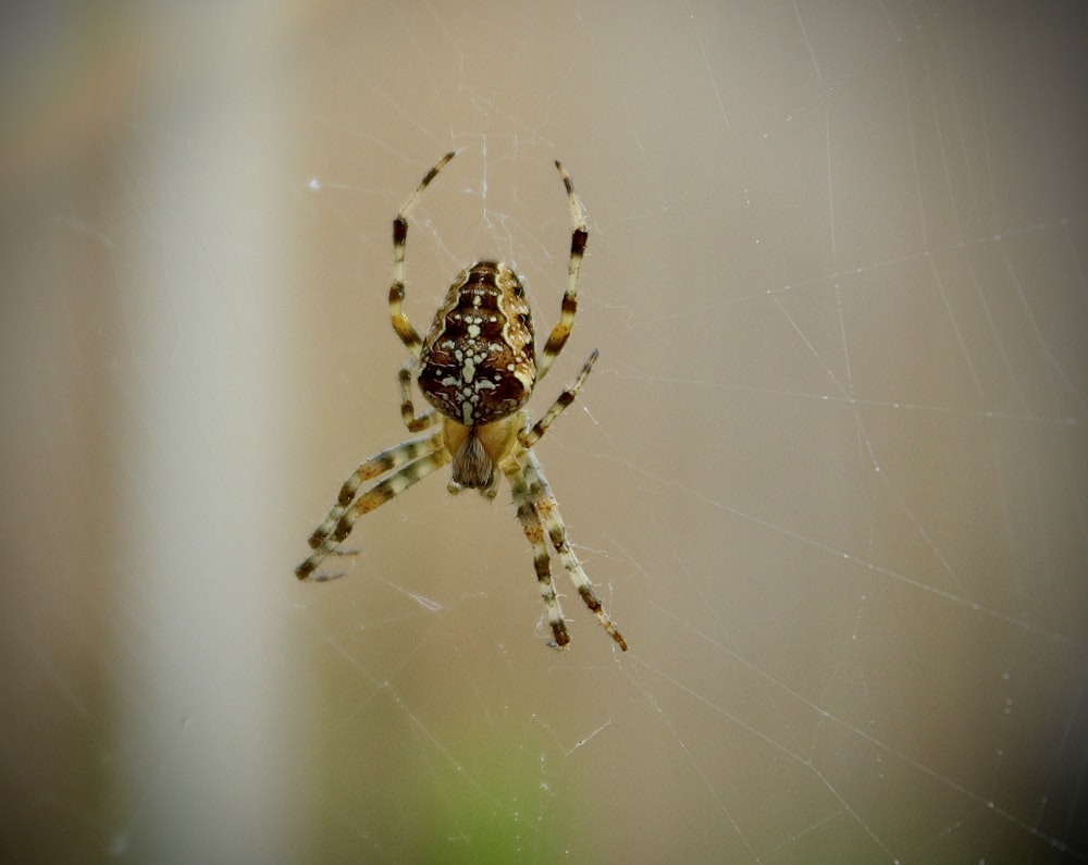 a close up of a spider on a web