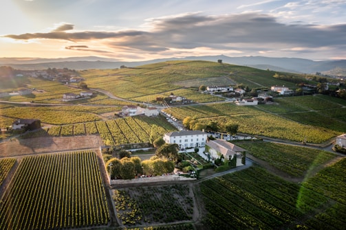 A landscape view of a vineyard sprawling across gently rolling hills under a partly cloudy sky. The vineyard is divided into neatly arranged rows of grapevines, with a few buildings scattered around, including a large white house encircled by trees.