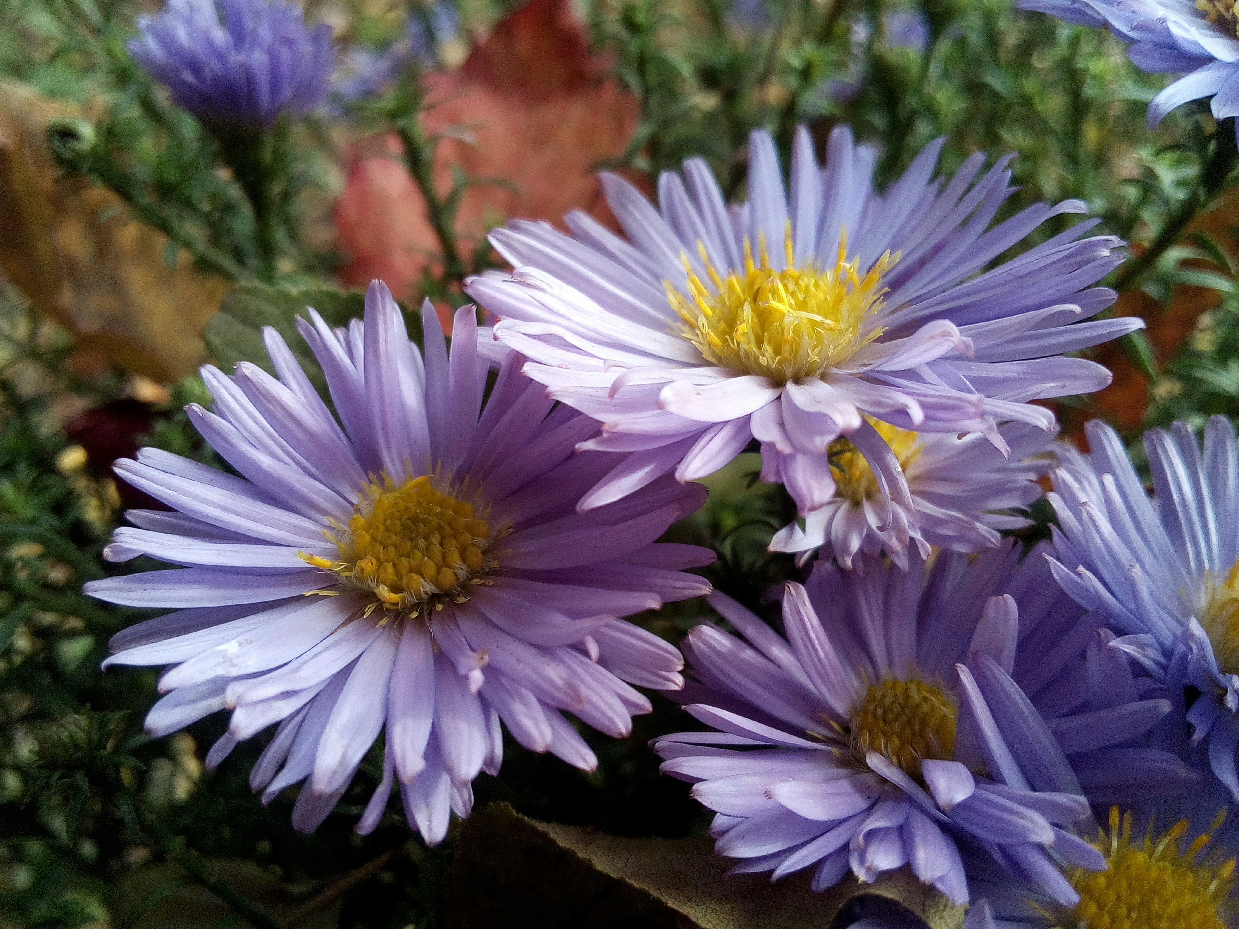 a bunch of purple flowers with yellow centers