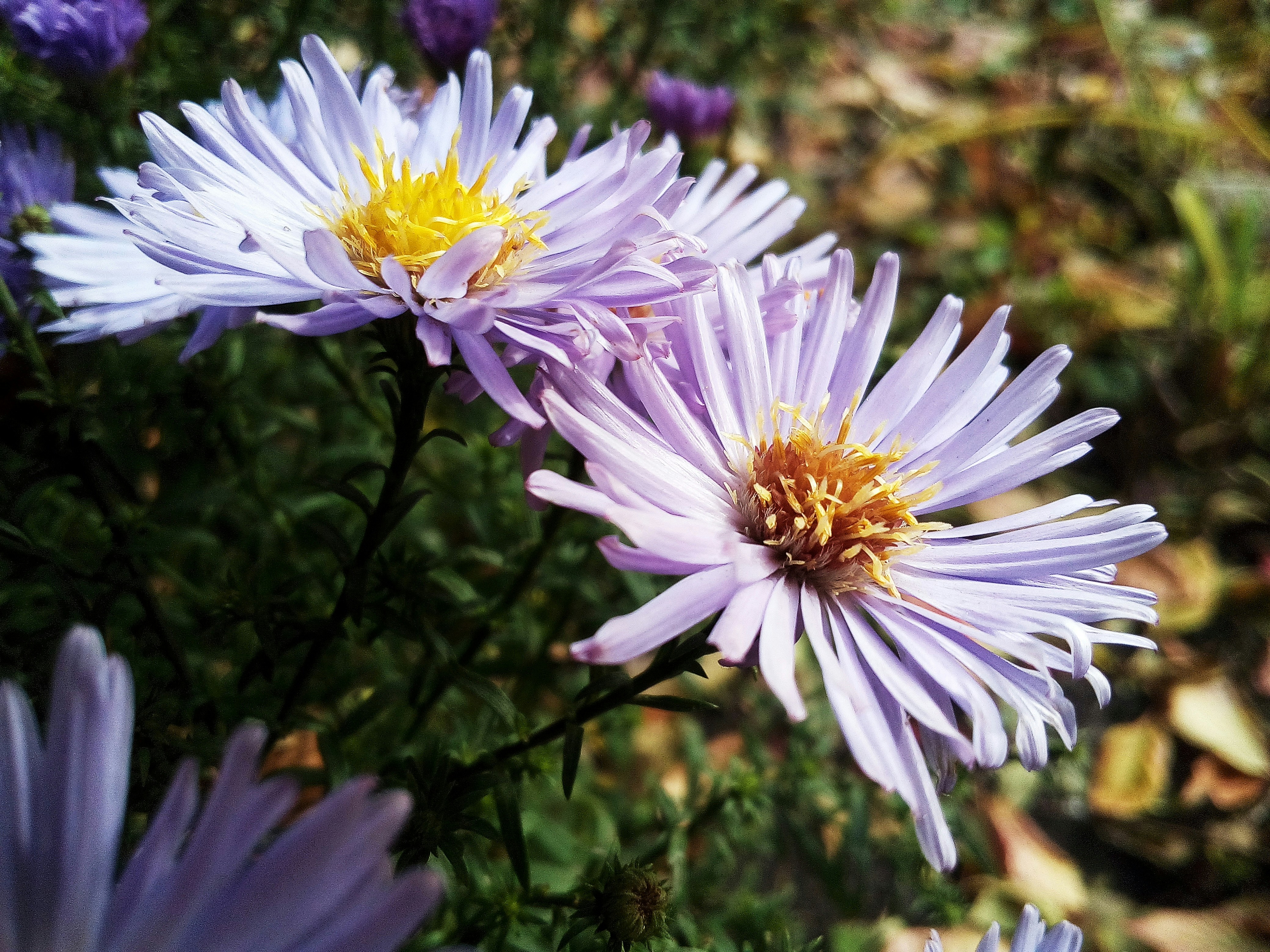 Photo by dmitry_burdakov