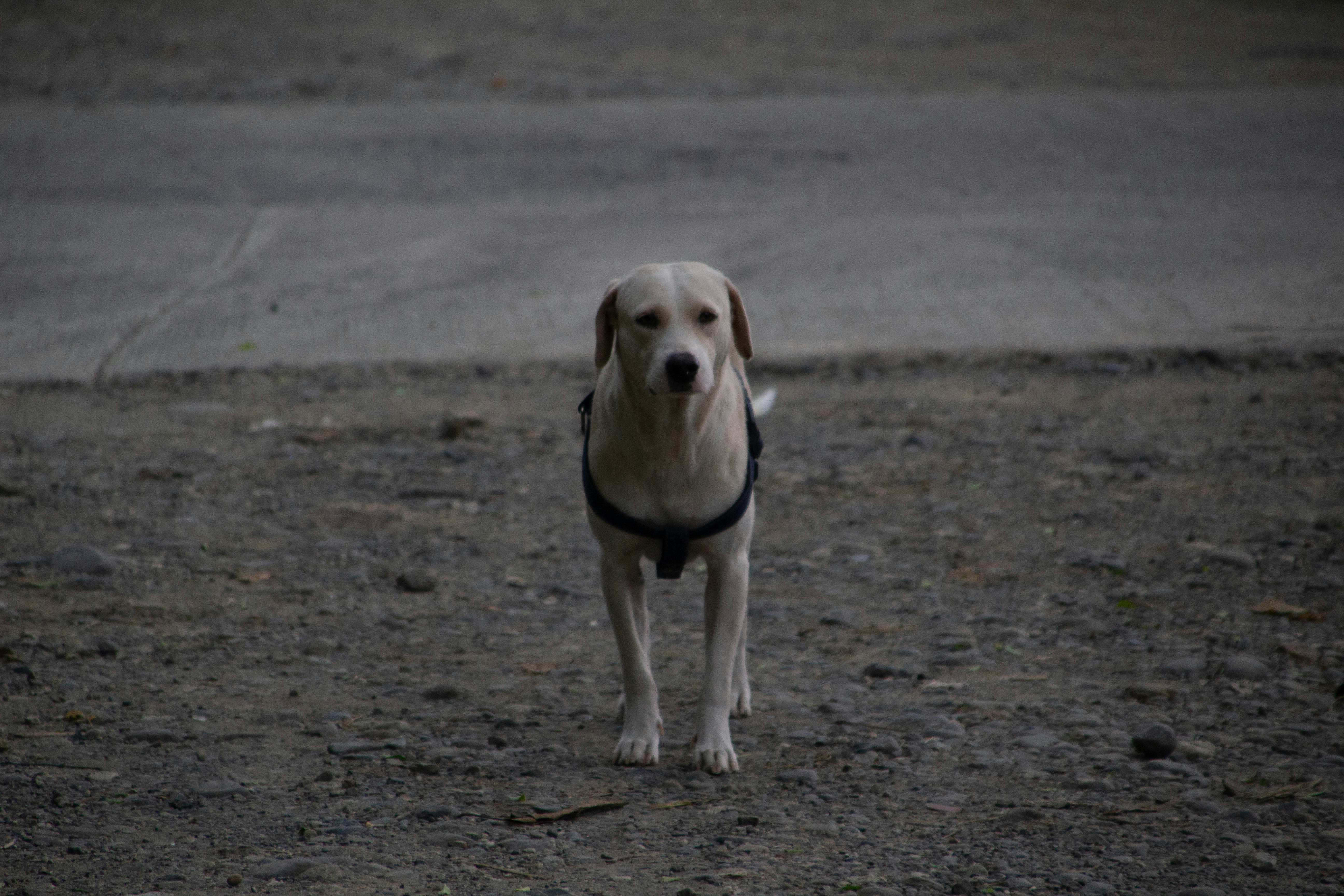 a dog with a collar standing on a dirt road