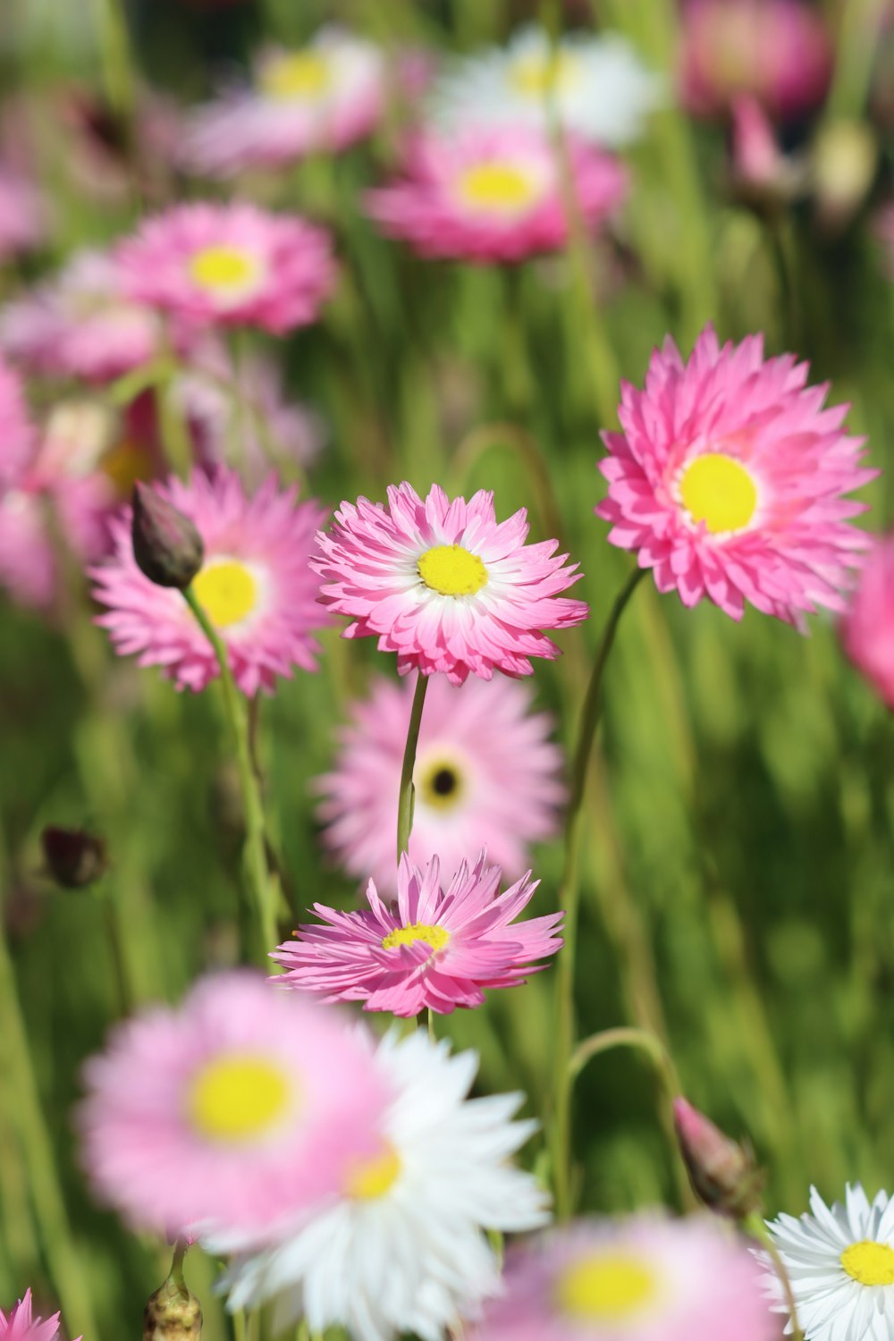 a field full of pink and white flowers