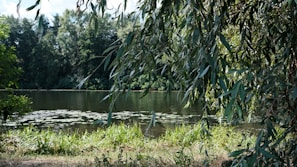 A serene setting showcasing the natural ingredients of lymphaid.
